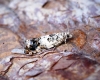 Epinotia subocellana Copyright: Ben Sale