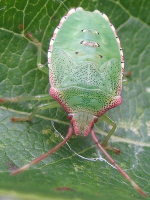 Acanthosoma haemorrhoidale nymph Copyright: Debbie Allan 23-Aug-2007, 5th instar