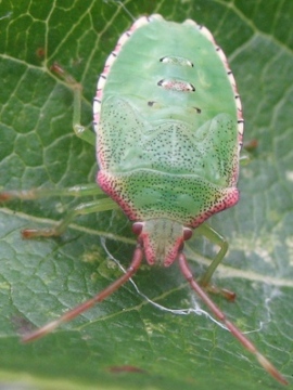 Acanthosoma haemorrhoidale nymph Copyright: Debbie Allan 23-Aug-2007, 5th instar