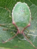 Acanthosoma haemorrhoidale nymph