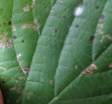 Bucculatrix thoracella mine. Copyright: Stephen Rolls