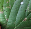 Bucculatrix thoracella mine. Copyright: Stephen Rolls