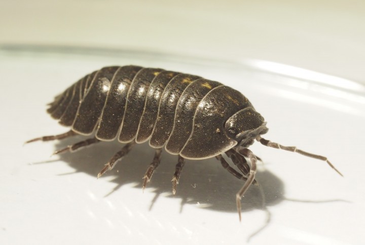 Armadillidium depressum 2021 Copyright: Daniel Blyton