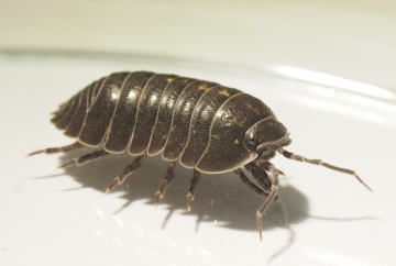 Armadillidium depressum 2021 Copyright: Daniel Blyton