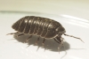 Armadillidium depressum 2021 Copyright: Daniel Blyton