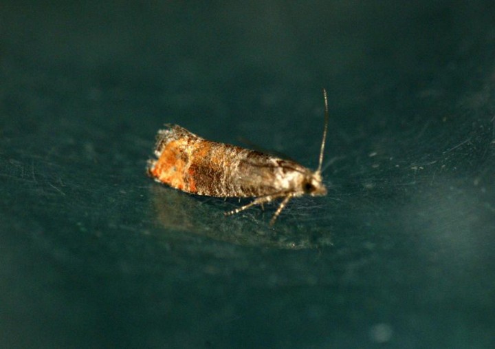 Pine Leaf-mining Moth (Clavigesta purdeyi) Copyright: Ben Sale
