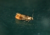 Pine Leaf-mining Moth (Clavigesta purdeyi) 