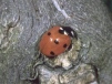 Coccinella septempunctata Copyright: Peter Harvey