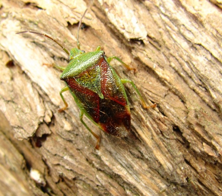 Birch Shield Bug Copyright: Graham Smith