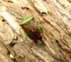Birch Shield Bug 