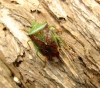 Birch Shield Bug Copyright: Graham Smith