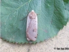 Large Yellow Underwing 4 Copyright: Ben Sale