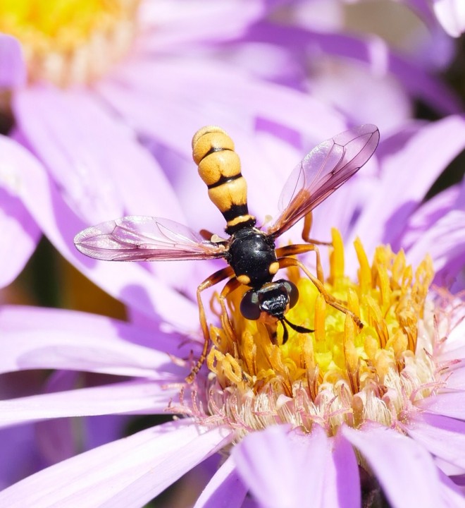 Conops ceriaeformis male 1 Copyright: Rosemary Stephens