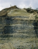 Woolwich Pebble Beds in Orsett Depot Quarry (West Pit) in 1973. 