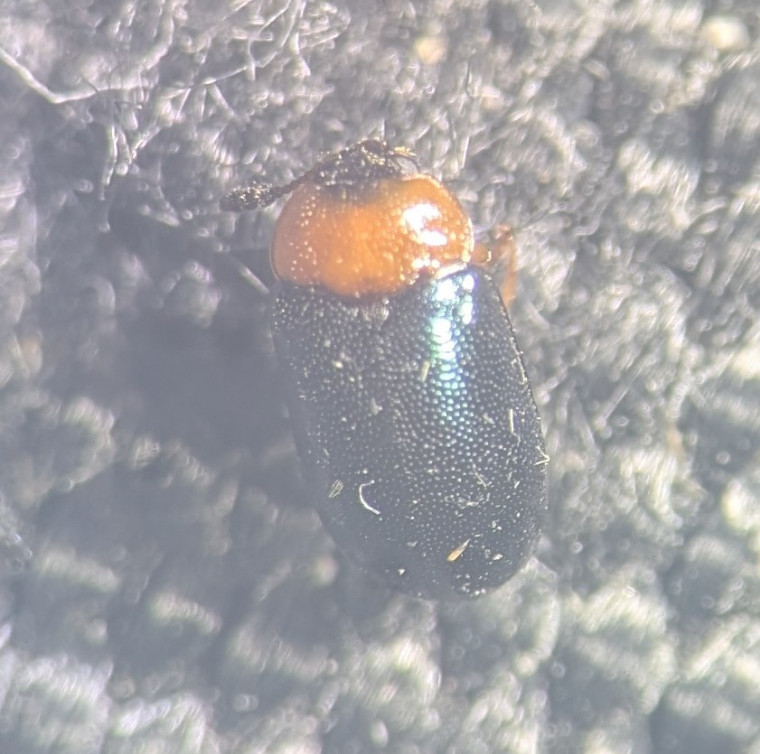 Tetratoma fungorum Copyright: Robert Smith