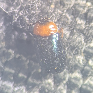 Tetratoma fungorum Copyright: Robert Smith