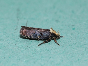 1.Agonopterix liturosa Copyright: Peter Furze