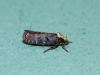 1.Agonopterix liturosa