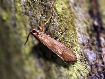 Diurnea lipsiella Copyright: Ben Sale