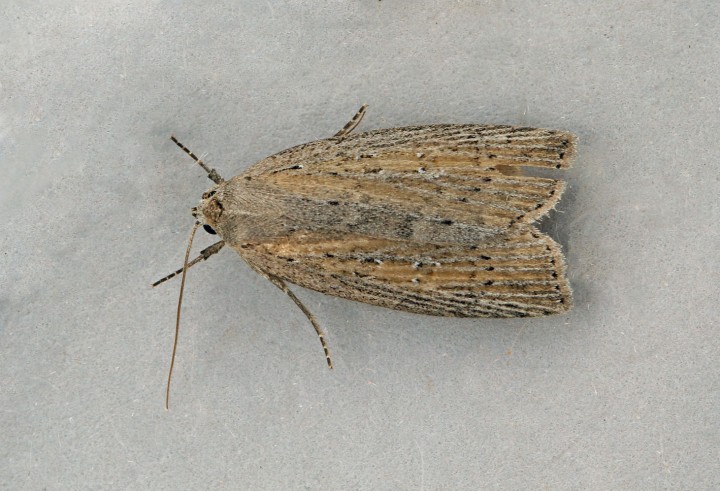 Silky Wainscot  Chilodes maritima 2 Copyright: Graham Ekins