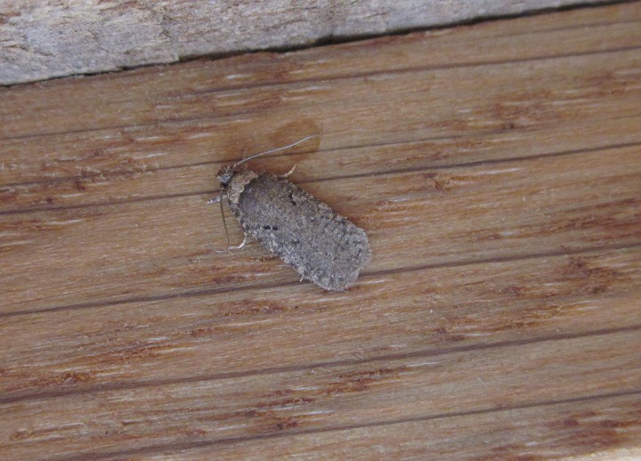 Agonopterix curvipunctosa 1b Copyright: Clive Atkins