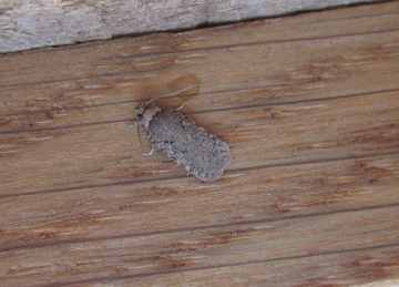 Agonopterix curvipunctosa 1b Copyright: Clive Atkins