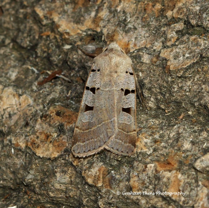 Autumnal Rustic  Eugnorisma glareosa Copyright: Graham Ekins