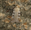 Autumnal Rustic  Eugnorisma glareosa