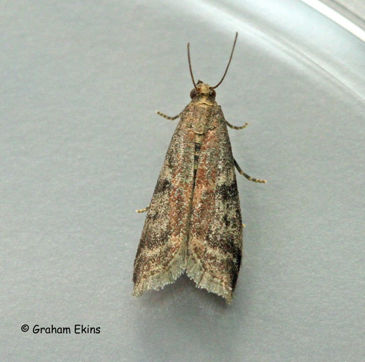 Ephesta unicolorella ssp woodiella 2 Copyright: Graham Ekins