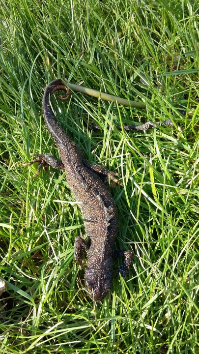 Great crested newt male Copyright: Fiona Hutchings