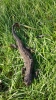 Great crested newt male 