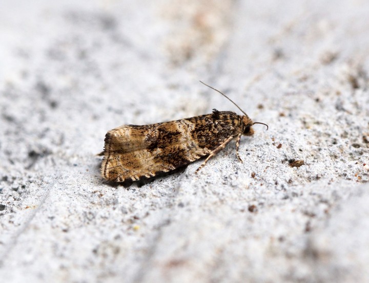 Celypha cespitana Copyright: Ben Sale