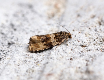 Celypha cespitana Copyright: Ben Sale