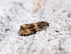 Celypha cespitana Copyright: Ben Sale