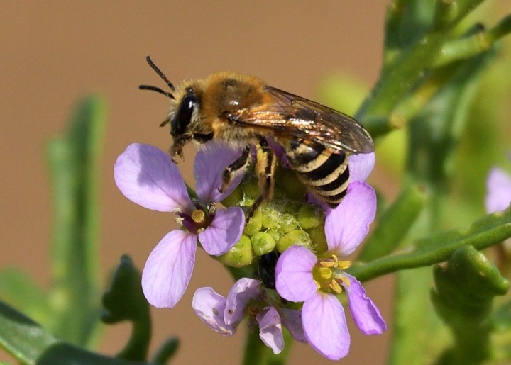 Sea Aster Mining Bee (Colletes halophilus) Naze 09-10-2020 Copyright: Malcolm Riddler