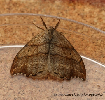 Scalloped Hook-tip Falcaria lacertinaria 1 Copyright: Graham Ekins