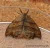 Scalloped Hook-tip Falcaria lacertinaria 1 Copyright: Graham Ekins