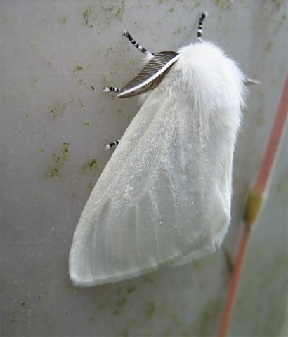 White Satin Moth. Copyright: Stephen Rolls