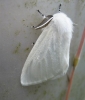 White Satin Moth. Copyright: Stephen Rolls