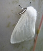 White Satin Moth.