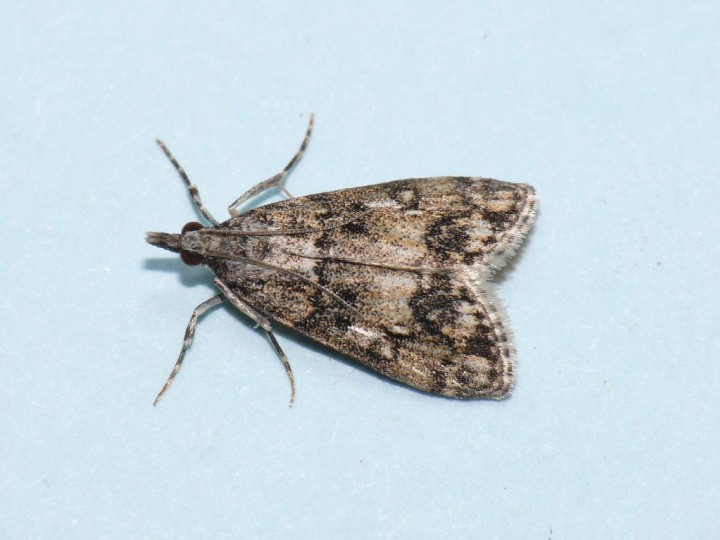 Dipleurina lacustrata. Copyright: Peter Furze