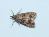 Dipleurina lacustrata. 