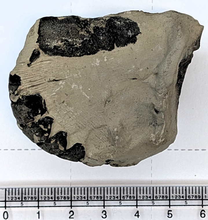 Hoploparia gammaroides fossil lobster 1970 Copyright: Mike Daniels Collection
