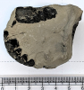 Hoploparia gammaroides fossil lobster 1970