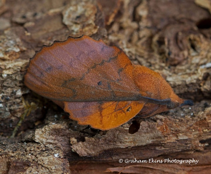 Gastropacha quercifolia  Lappet Copyright: Graham Ekins