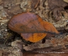 Gastropacha quercifolia  Lappet Copyright: Graham Ekins