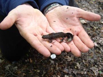 Male great crested newt found in gravel ponds Copyright: Essex Ranger Service 2004 (J Cranfields Camera )