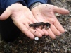 Male great crested newt found in gravel ponds 
