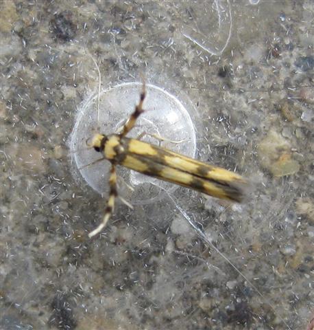 Stathmopoda pedella. Copyright: Stephen Rolls