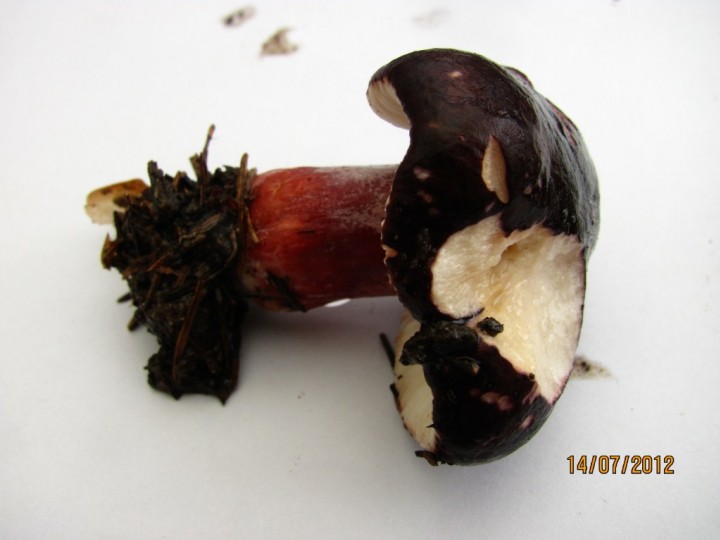 Russula queletii Copyright: Graham Smith